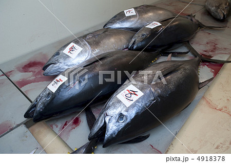 生本マグロ 4918378