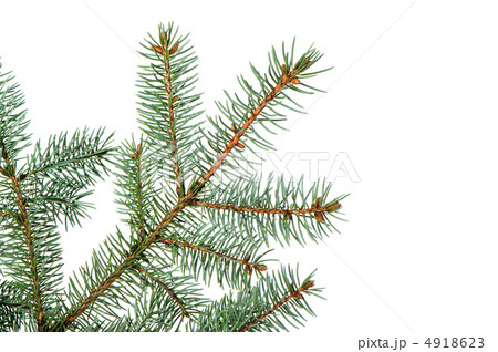 Branch of a fur-tree Branch of a fur-tree 4918623