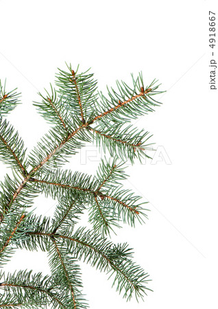 Branch of a fur-tree 4918667