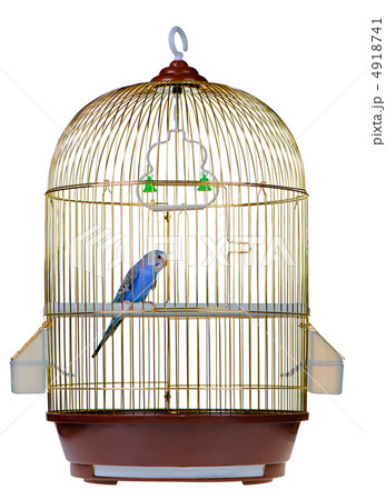 Parrot in cage 4918741