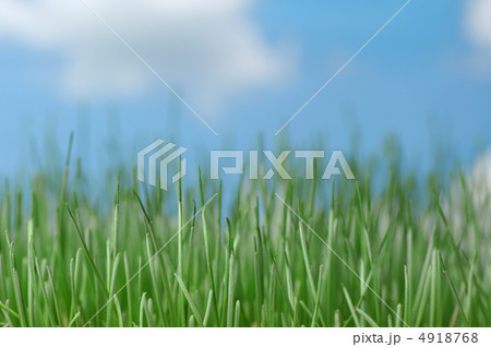 Natural grass against the sky Natural grass against the sky 4918768