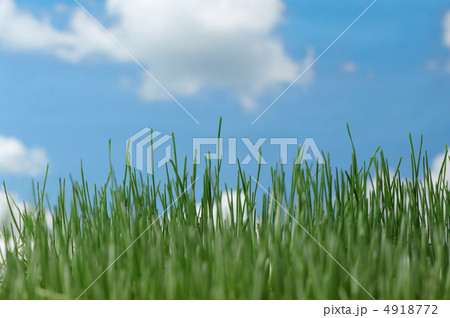 Natural grass against the sky Natural grass against the sky 4918772