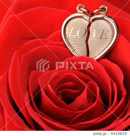 gold heart in a red rose gold heart in a red rose 4918829
