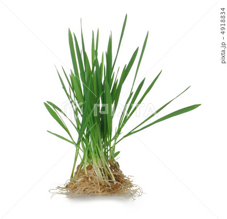 Grass with roots 4918834