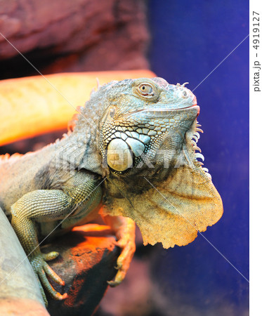 iguana 4919127