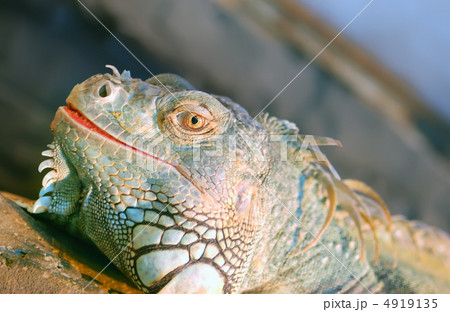 iguana 4919135