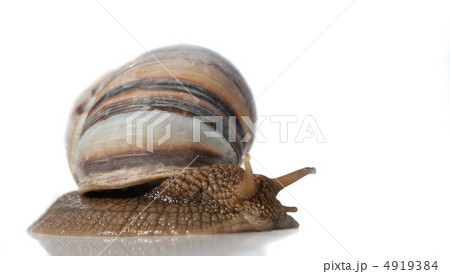isolated snail isolated snail 4919384