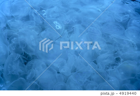 Jellyfishes background Jellyfishes background 4919440