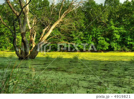 Bog and dry tree 4919821