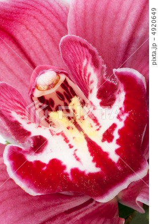 Orchid 4920649