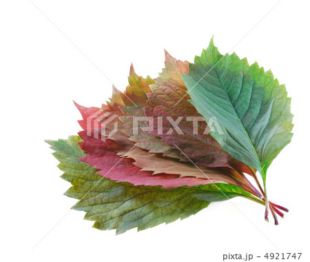 set color leaf set color leaf 4921747