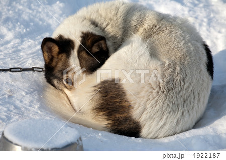 melancholy dog 4922187