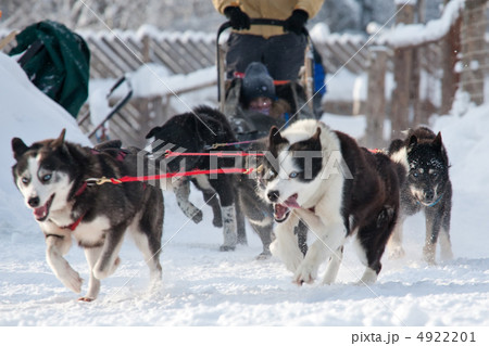 sled dogs race sled dogs race 4922201