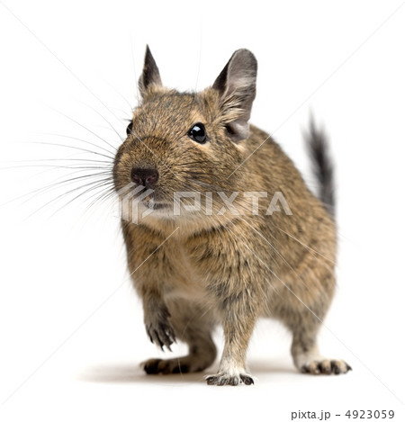 degu closeup 4923059