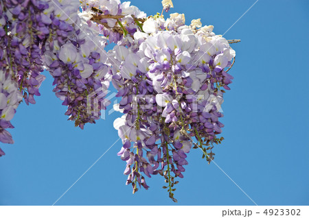 Wisteria Wisteria 4923302