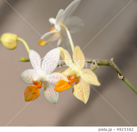 Orchid white and yellow 4923382