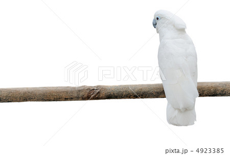 White parrots on a pole 4923385