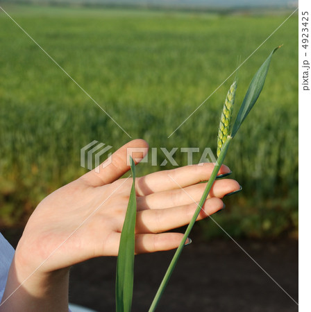 Wheat on a female hand Wheat on a female hand 4923425