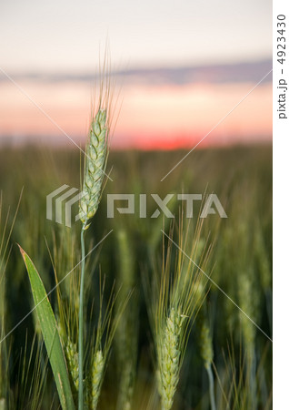 Wheat and sunset 4923430