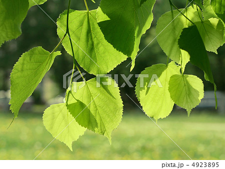 fresh green spring leaves glowing in sunlight fresh green spring leaves glowing in sunlight 4923895