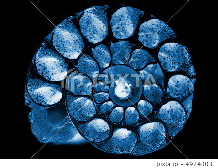 x-ray cockleshell 4924003