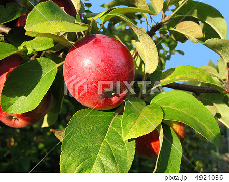 branch with red apple branch with red apple 4924036