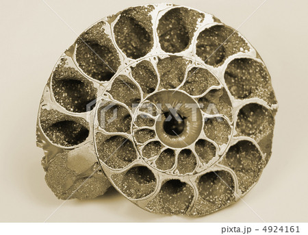 fossilized cockleshell 4924161