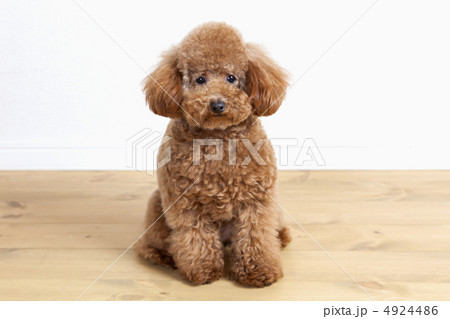 トイプードル126 4924486