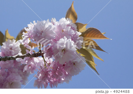 八重桜 4924488