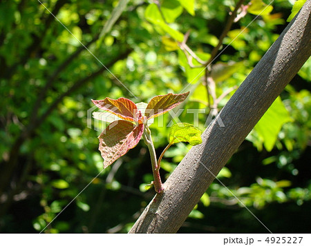 アカメガシワ 4925227