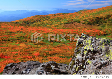 神の絨毯　日本一美しい山岳紅葉で知られる花の百名山、栗駒山（須川岳） 4925239