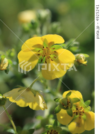 雉莚(キジムシロ)の花 4925241