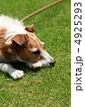 愛犬（つかれた＞＜） 4925293