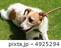 愛犬（あれ？？？） 4925294