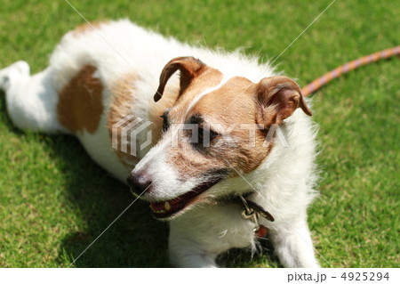 愛犬（あれ？？？） 4925294