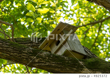 巣箱 4925372