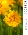 花 花 4925393