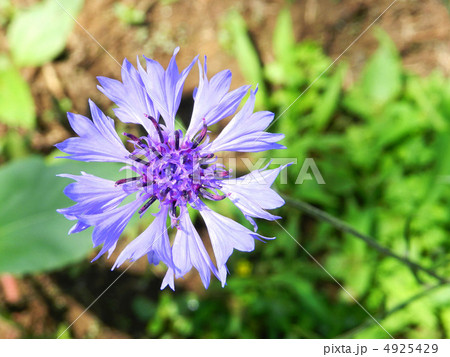 ヤグルマギク(矢車菊) ヤグルマギク(矢車菊) 4925429