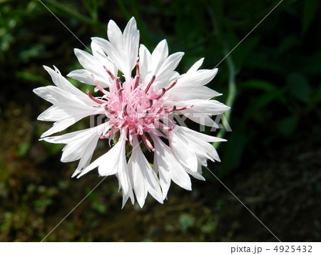 ヤグルマギク（矢車菊） 4925432