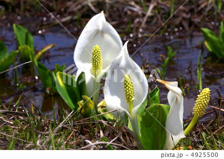 尾瀬国立公園　尾瀬ヶ原に咲く水芭蕉 4925500