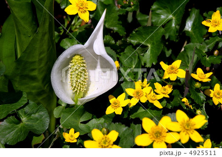 尾瀬国立公園 尾瀬ヶ原に咲く水芭蕉 金立花の写真素材