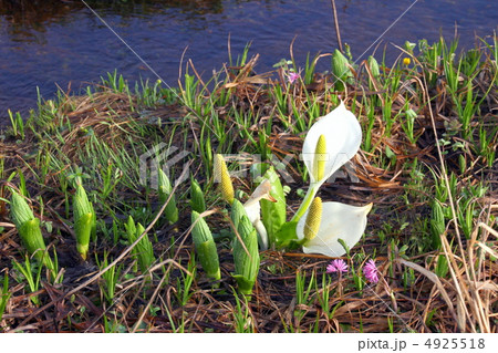 尾瀬国立公園　尾瀬ヶ原に咲く水芭蕉 4925518
