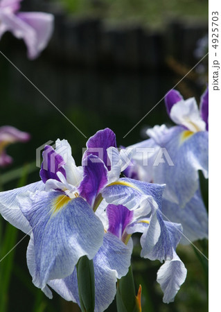 花菖蒲 花菖蒲 4925703
