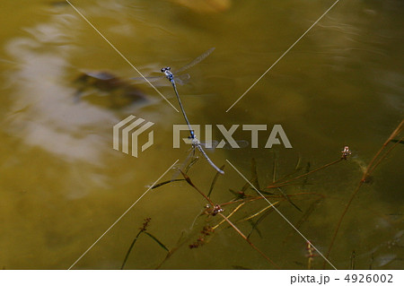 アオモンイトトンボのペア 4926002