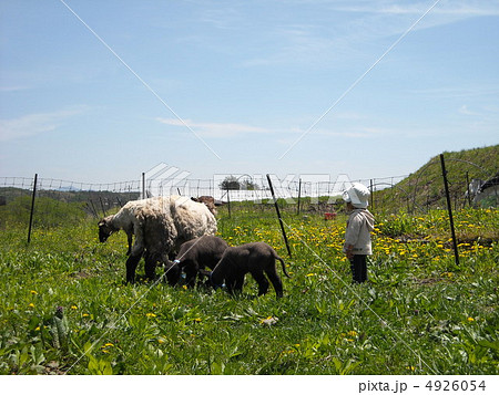 牧場の子供と羊 4926054