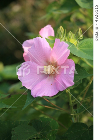 芙蓉 芙蓉 4926115