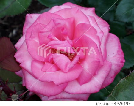 アロマテラピー 4926198