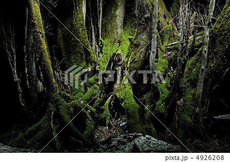 和地の大桂 4926208