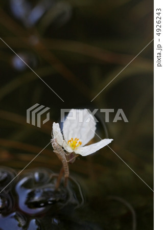オオカナダモの花とヤゴの抜け殻 4926243