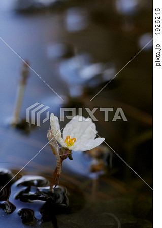 オオカナダモの花とヤゴの抜け殻の写真素材